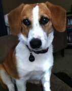dogbreedinfo.com Beagi