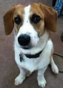 dogbreedinfo.com Beagi