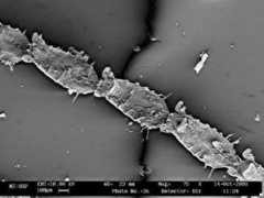 bryozoa.net Beania