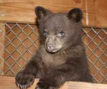 Bearcub