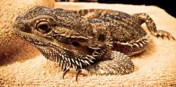 dfunkd.com Beardie