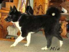crazywolf.com Beardog