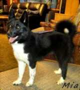 crazywolf.com Beardog