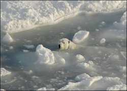 news.bbc.co.uk Bearice