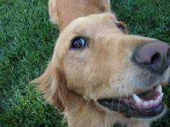 dogster.com Bearie