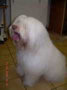 Bearny