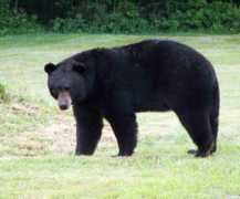 Bearr