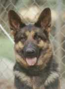 4germanshep.com Beatra