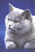 supercats.ru Beatriche