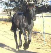 bushfarms.com Beatriece