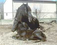bushfarms.com Beatriece