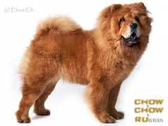 chow.chow.ru Beatris