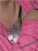 leilanimassage.com Bebea