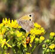 asturnatura.com Beberino