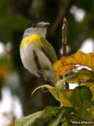 Becard