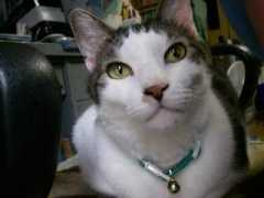 Bechan