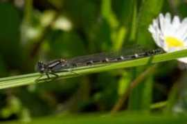 insektenbox.de Bechaz