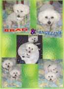 getalifepetrescue.com Becol