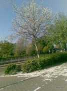 Bedebe