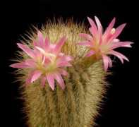 fingoen.blogjardin.com Bederina