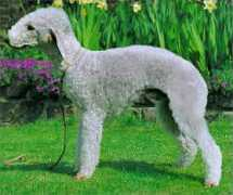 Bedlington