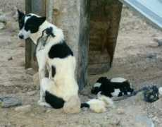 itb.it Bedouin