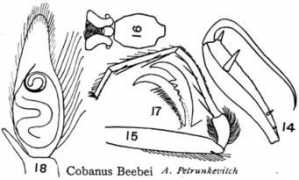 Beebei