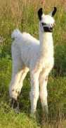 gallopingwindsranch.com Beebop