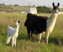 gallopingwindsranch.com Beebop