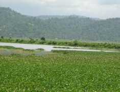 Beel