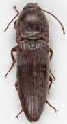 bugguide.net Beele