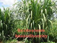 baidoanews.com Beerta