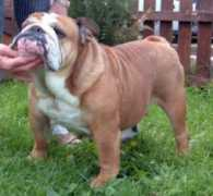 bulldog-mi-ol-win.com Begnamino