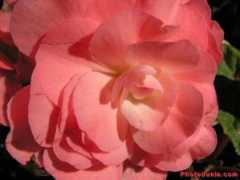 photodunia.com Begonia