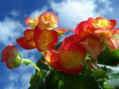 planandplant.com Begonia