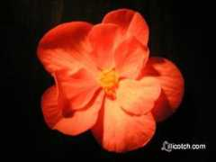 lillicotch.com Begonia