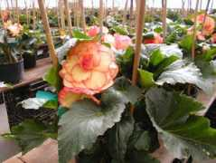 agdept.com Begonias