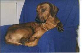 hund.ch Bejame