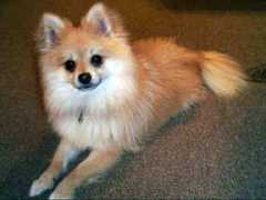 gotpetsonline.com Bejita