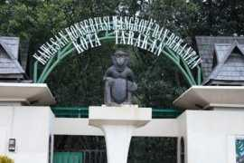 panoramio.com Bekantan