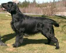 Bekkelien