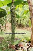 fazlisyam.com Belalai
