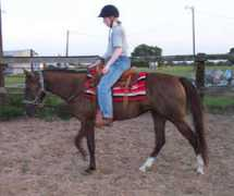 equinebehavior.net Belara