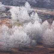 fotonatura.org Belate