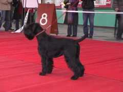 schnauzer.top2.pl Belcia