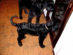 riesenschnauzer-russow.de Belela