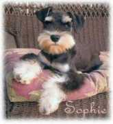 ludwigsminischnauzers.com Belgar