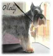 ludwigsminischnauzers.com Belgar