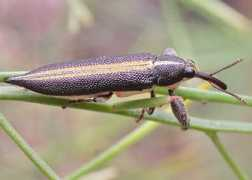 brisbaneinsects.com Belid