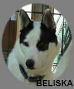husky-desneigesdudragon.com Beliska